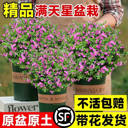 满天星盆栽带花苞四季开花室内长寿花好养植物花苗阳台客厅小苗