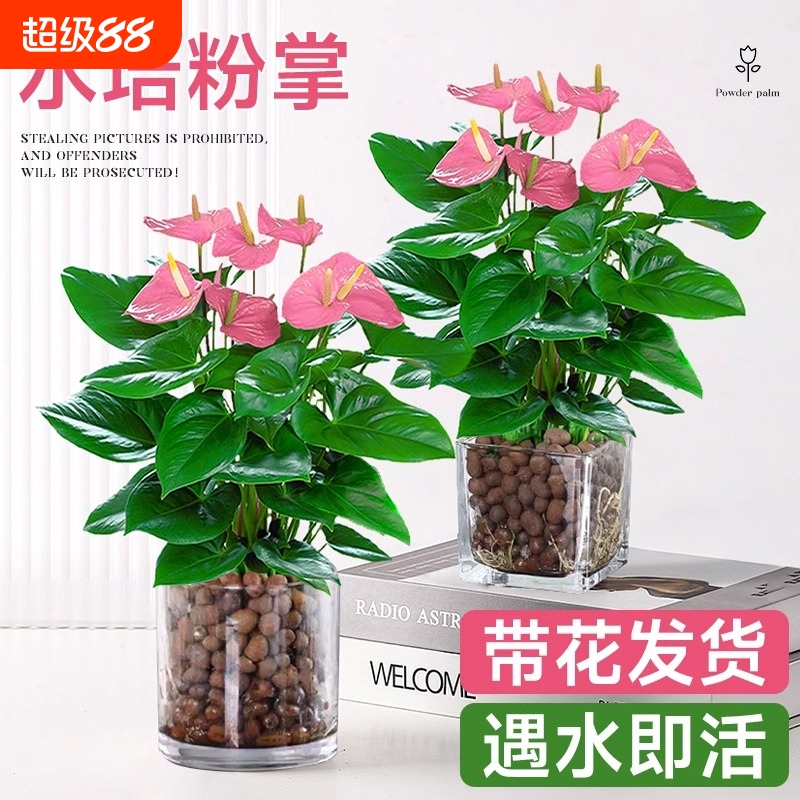 水培植物粉掌盆栽带花红掌白掌一帆风顺花卉鲜花室内好养绿植四季