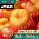 正宗山東蒙陰黃金毛蟠桃新鮮水果當(dāng)季 黃心桃脆桃盤扁桃現(xiàn)摘蟠桃子