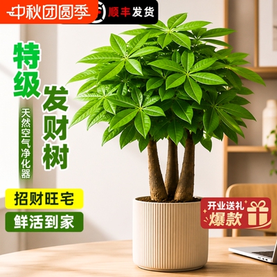 发财树绿植好养盆栽植物客厅室内小盆景四季常青花卉办公室水培