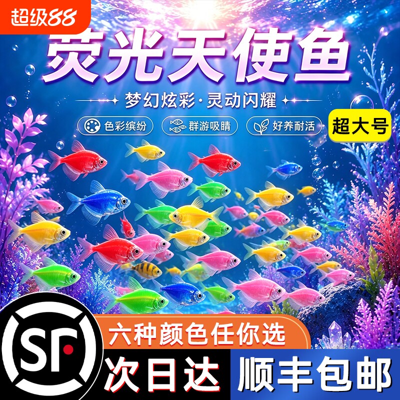 大号彩色天使鱼观赏鱼活鱼好养耐活批发群游热带鱼小型淡水鱼混养