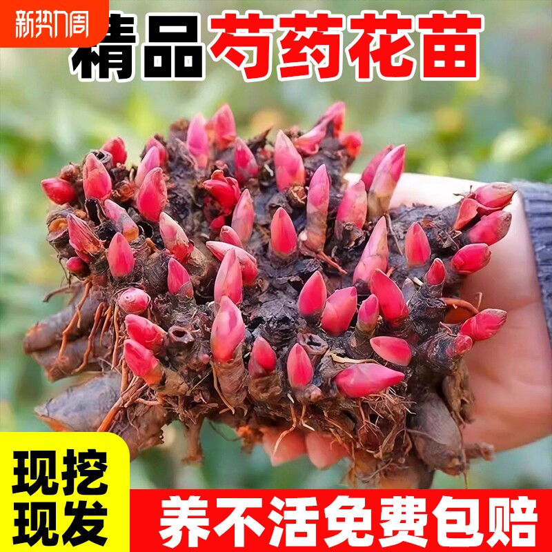 芍药花苗重瓣带芽大苗鲜花四季开花卉阳台庭院牡丹花种根盆栽植物