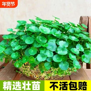 铜钱草水培植物大叶金钱草籽客厅绿植室内盆栽花卉四季好养鱼缸