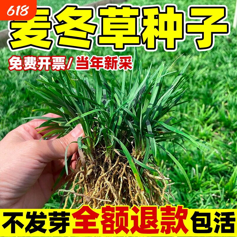 麦冬草苗玉龙草籽日本矮麦冬草种籽细叶麦冬草四季青庭院绿化种子