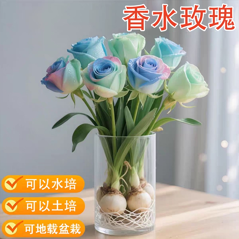 重瓣香水玫瑰花庭院阳台花卉盆栽