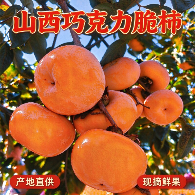 巧克力脆柿山西阳丰柿子新鲜当季冰糖心脆甜不涩口果园现摘自然