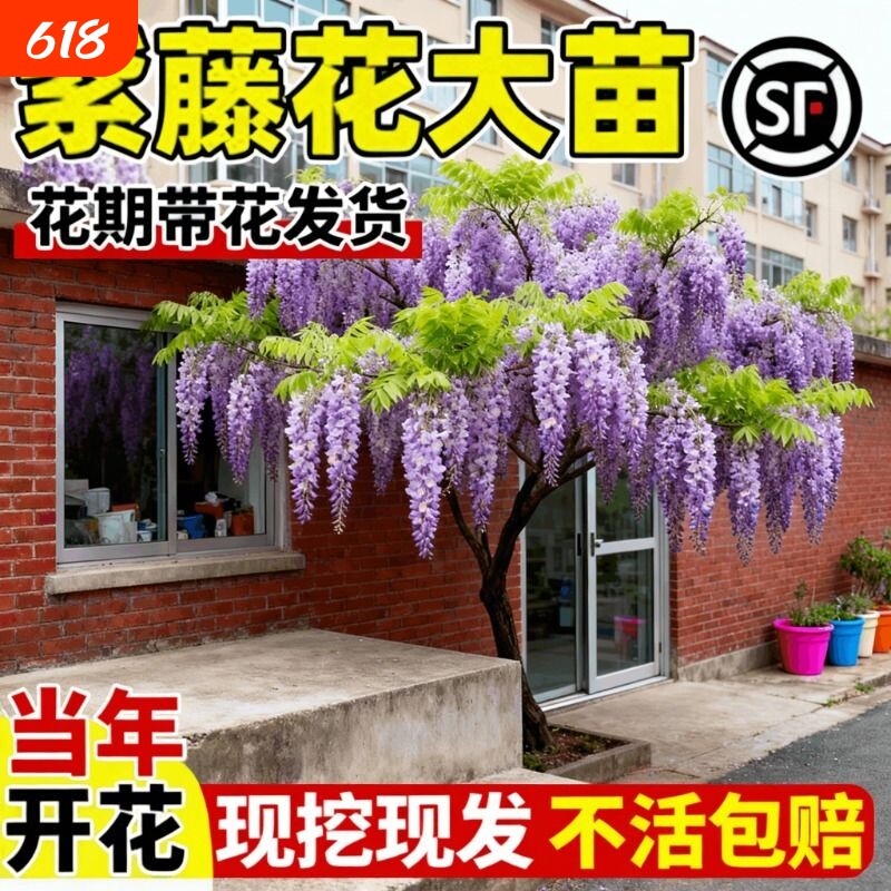 紫藤花树苗爬藤植物紫藤萝阳台四季盆栽庭院老桩花卉开花室外种植