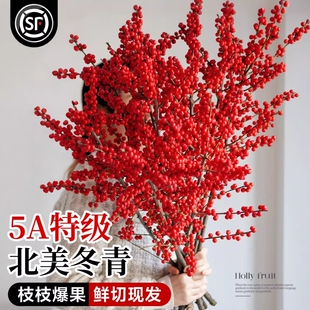 北美冬青红果鲜枝银柳年宵花卉绿植室内水培植物鲜花切枝盆栽真花