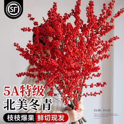 北美冬青红果鲜枝银柳年宵花卉绿植室内水培植物鲜花切枝盆栽真花