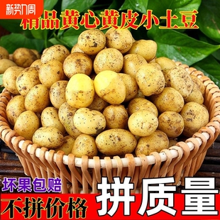新鲜土豆恩施黄皮黄心现挖粉糯小洋芋迷你高山蔬菜 9斤小土豆