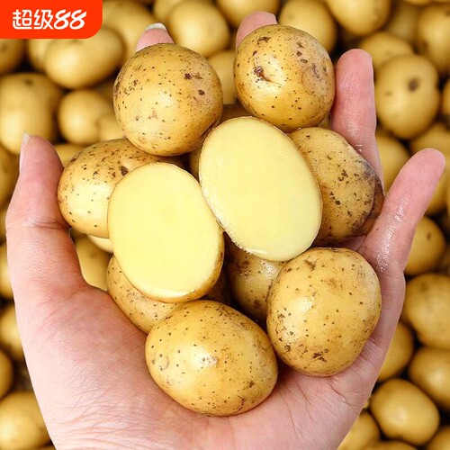 现挖湖北恩施小土豆整箱洋芋