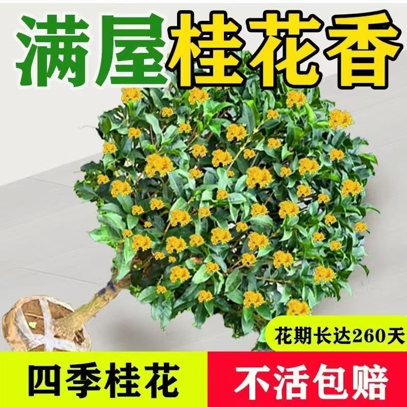 可食用正宗四季桂花树苗盆栽花卉植物浓香绿植阳台庭院多季开好养