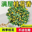 可食用正宗四季 开好养 桂花树苗盆栽花卉植物浓香绿植阳台庭院多季