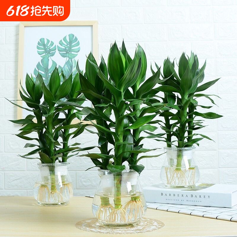 观音竹富贵竹水培植物花卉绿植发财树室内盆栽竹子水养好养客厅