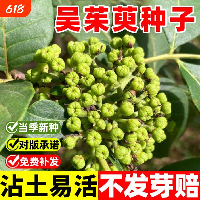 吴茱萸种子正宗药材籽吴萸茶辣漆辣子四季种植多年生经济林木种籽