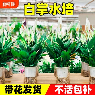 白掌水培一帆风顺绿萝花卉植物室内花红掌吸除水培绿植甲醛发财树