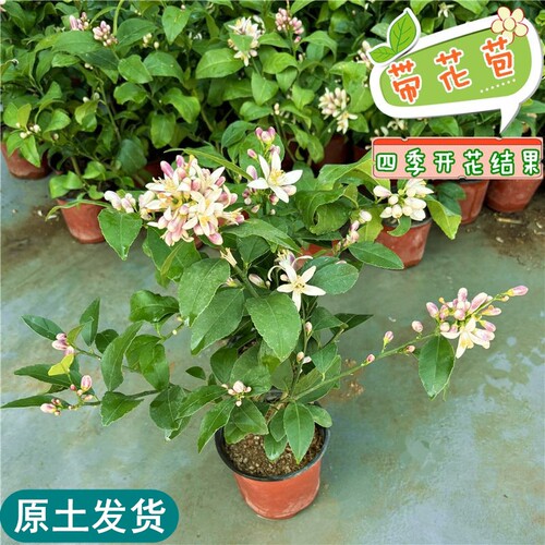 柠檬苗带土发货带土四季结果