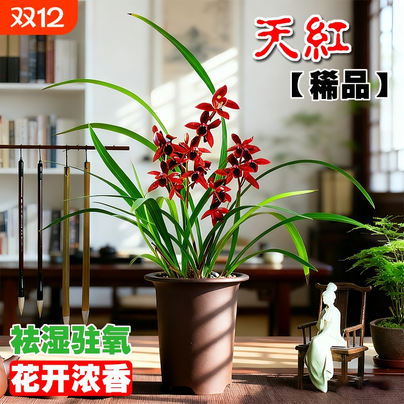 建兰天红名贵四季兰红素花苗夏带花苞浓香室内好养盆栽花卉客厅