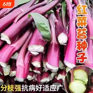 十月红菜苔种子改良高产红菜苔种籽紫菜薹春秋播农家菜园阳台