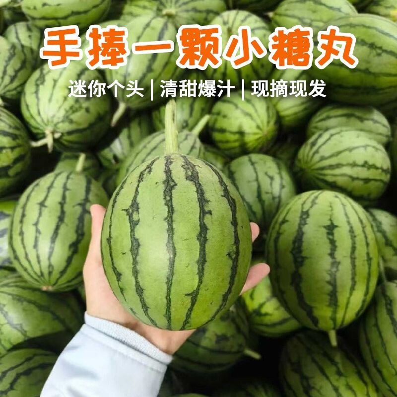 果园直发新鲜西瓜2k早春红玉西瓜手撕薄皮一整箱有籽无籽水果糖丸