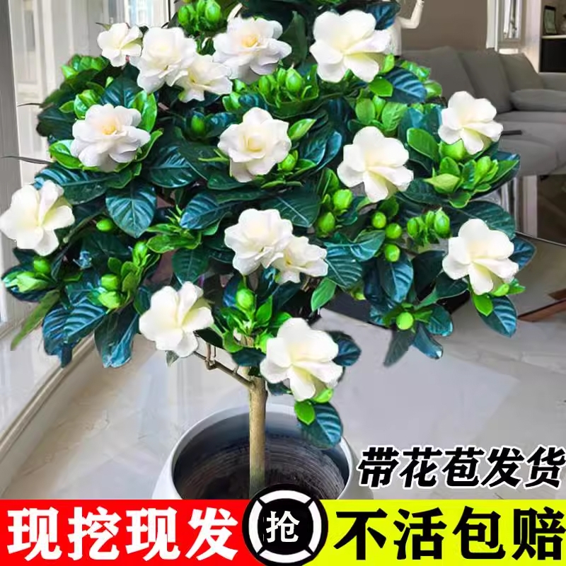 栀子花树苗盆栽栀枝花带花苞大叶室内开花植物独杆棒棒糖四季花卉