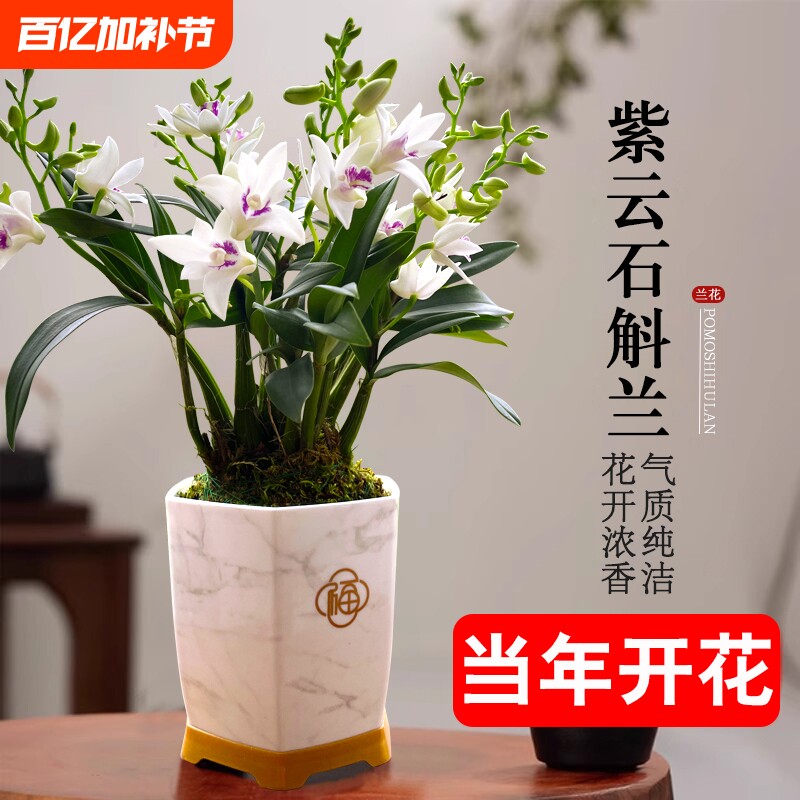 石斛花苗兰基地直销紫云好养泼墨室内水培浓香当年开花卉盆栽绿植