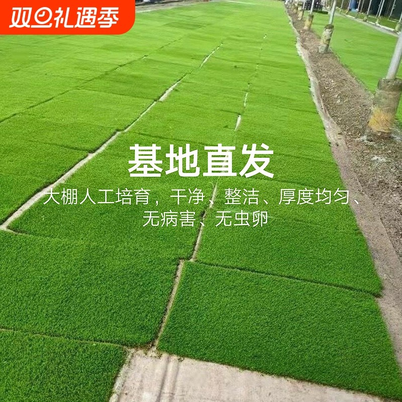 新鲜人工培育短绒苔藓鲜活纱布苔藓微景观造景室内盆景铺面青苔