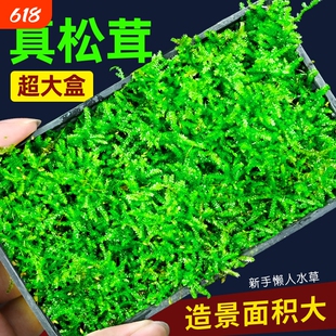 莫斯水草鱼缸造景专用慕斯树装饰前景阴性植物火焰定植鹿角沉木