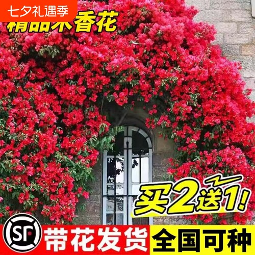 重瓣红木香爬藤花|超5000次加购