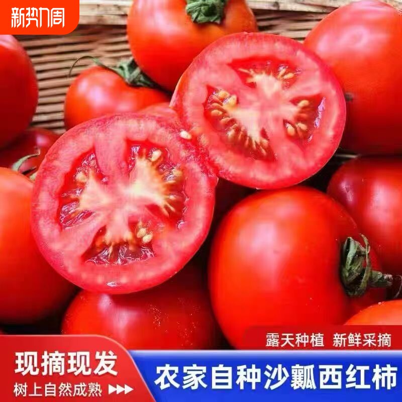 当季新鲜番茄西红柿产地采摘沙瓤自然熟番茄凉拌蔬菜减脂期蔬菜儿