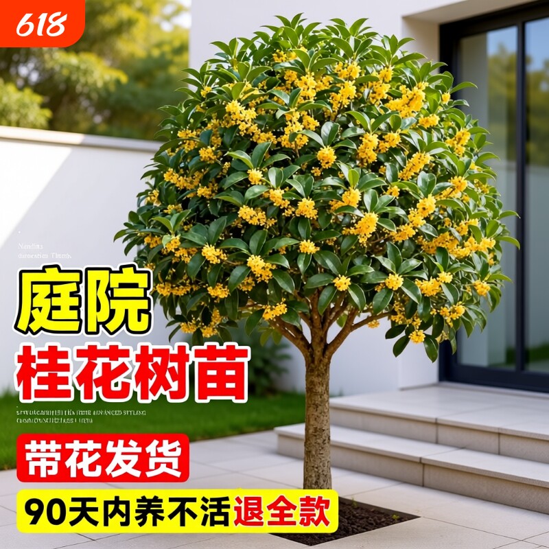 四季桂花树苗金桂庭院地栽盆栽八月丹桂花卉绿植物耐寒开花花期