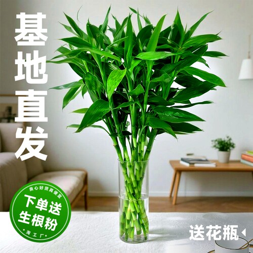 富贵竹水培植物招财|万人加购