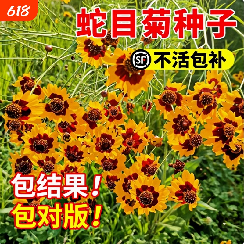 蛇目菊种子耐寒金鸡菊四季易播庭院阳台花坛观赏雪菊花卉种籽