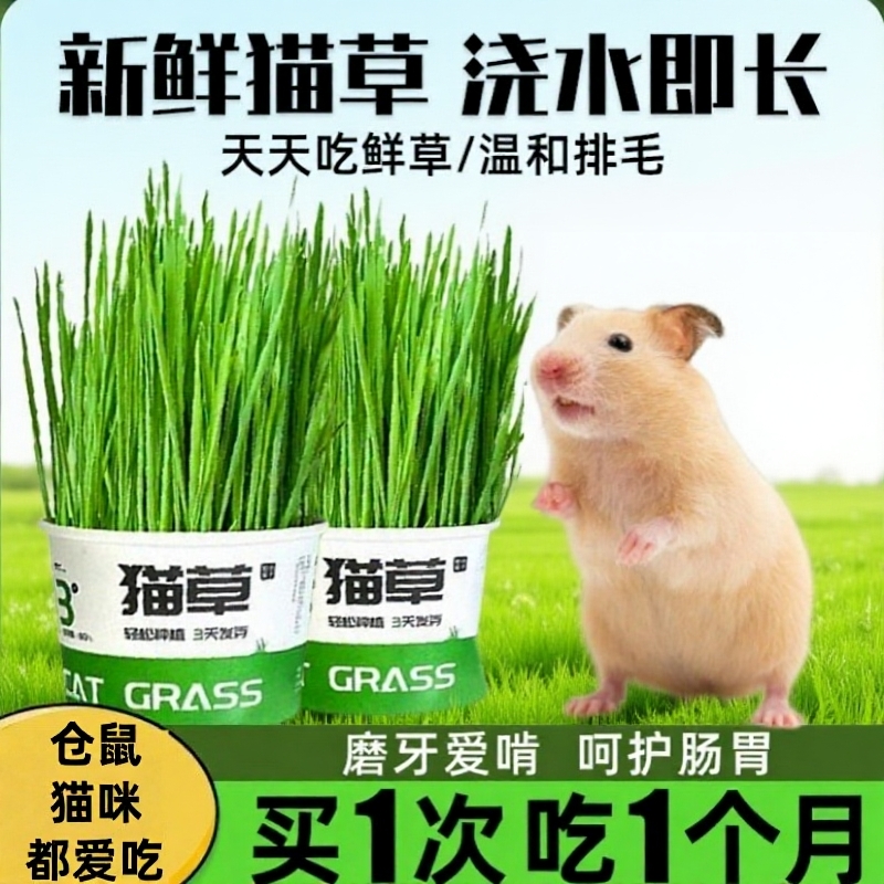 【宠店热卖】懒人猫草浇水即长