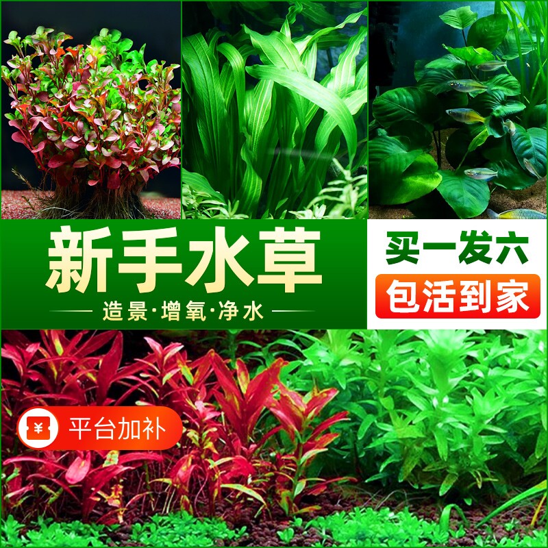 水草植物鱼缸造景莫斯水榕沉木蜈蚣水培懒人乌龟真草缸无菌皇冠