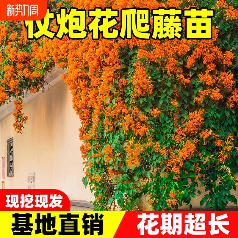 炮仗花爬藤苗植物鞭炮花南北方四季种植花卉垂吊植物别墅围墙攀援