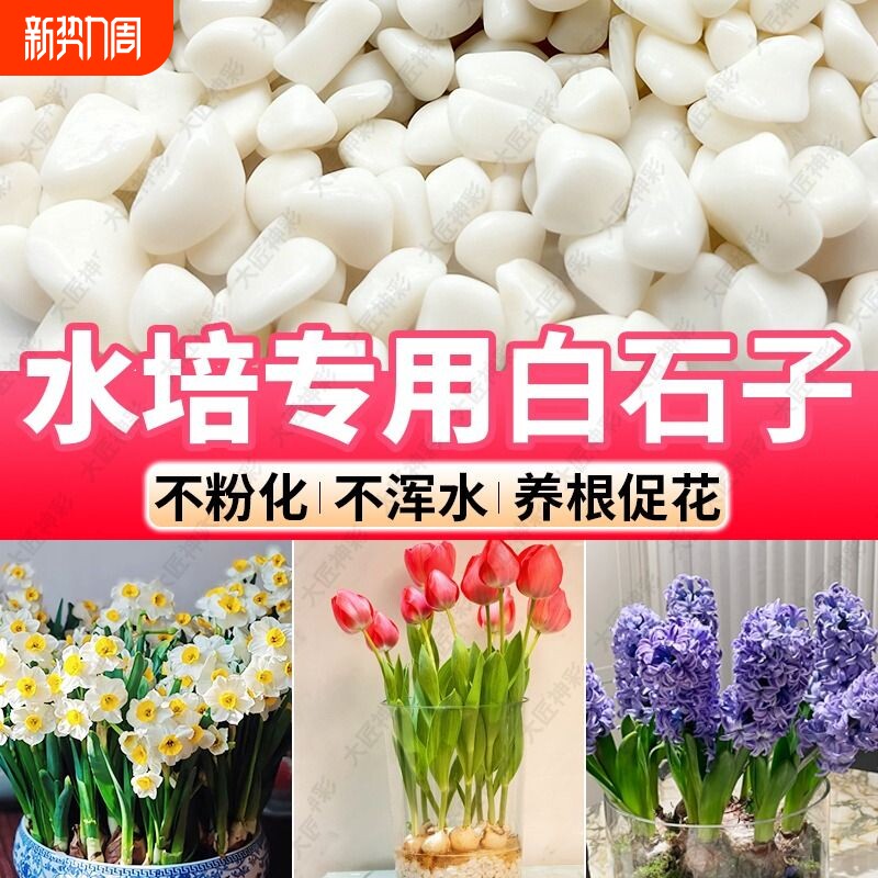 小白石子庭院造景水培郁金香水仙养花专用养花多肉铺面鹅卵石装饰