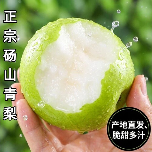 正宗砀山青梨新鲜水果皇冠梨10