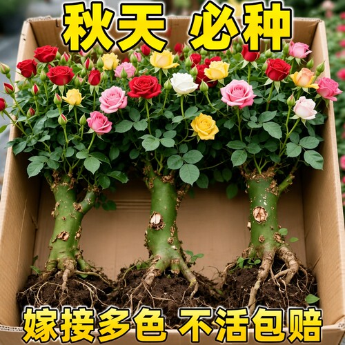 四季开花玫瑰花苗|超4.6万次加购
