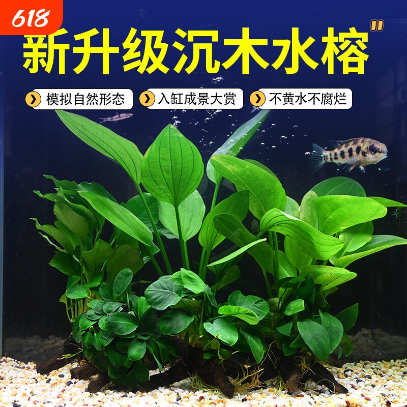 水榕沉木鱼缸水草植物真草水培增氧装饰阴性升级仿真沉木懒人造景