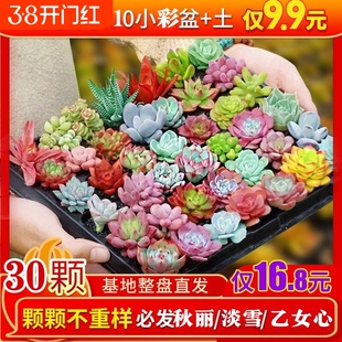 精品多肉植物绿植组合盆栽花卉家居装饰迷你摆件组合人造盆栽盆景