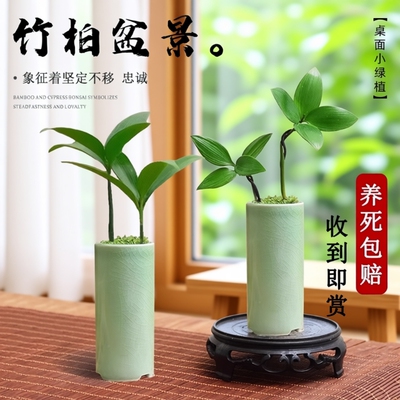 迷你竹柏水培盆栽|超1000次加购