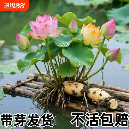 荷花盆栽莲花藕苗四季观赏藕种水培植物花卉睡莲莲藕苗种大型种藕