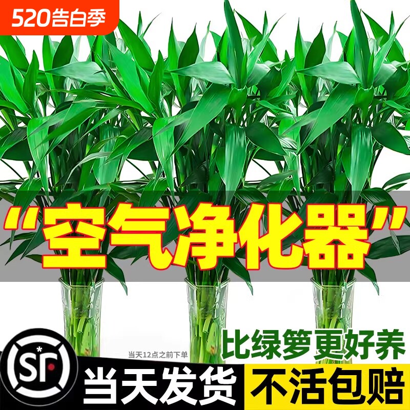 带根富贵竹水培植物绿植室内盆栽客厅招财粗杆水养节节高竹子花瓶