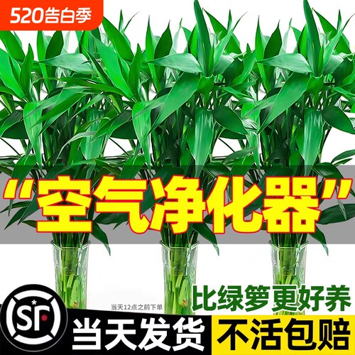 带根富贵竹水培植物绿植室内盆栽客厅招财粗杆水养节节高竹子花瓶