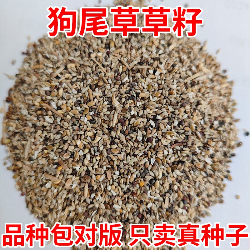 狗尾巴草籽耐热四季常青草种子护坡固土草坪种籽播种种植牧草当季