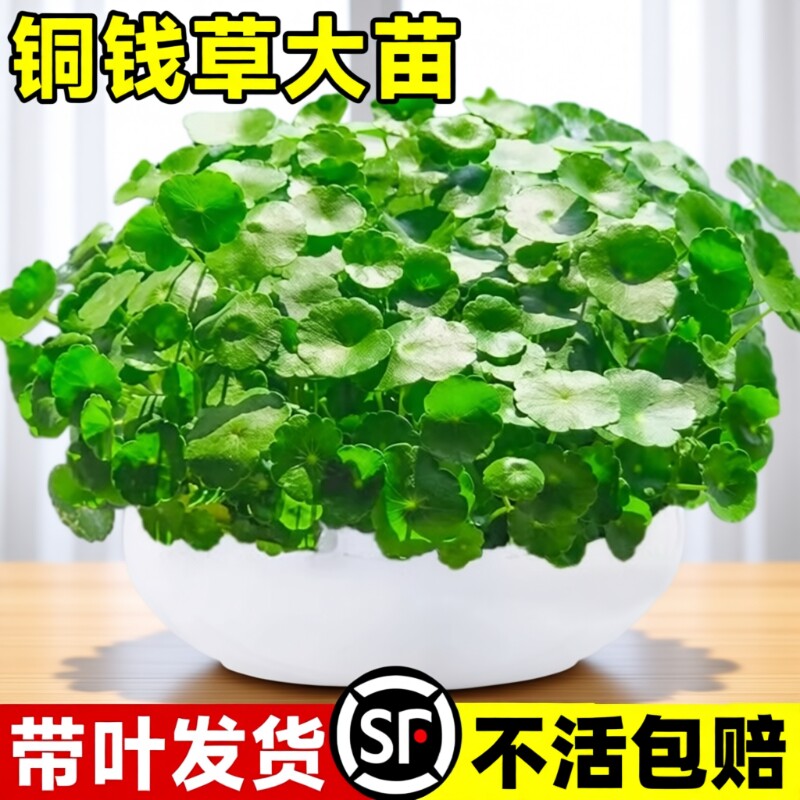茂盛带叶铜钱草包成活图片
