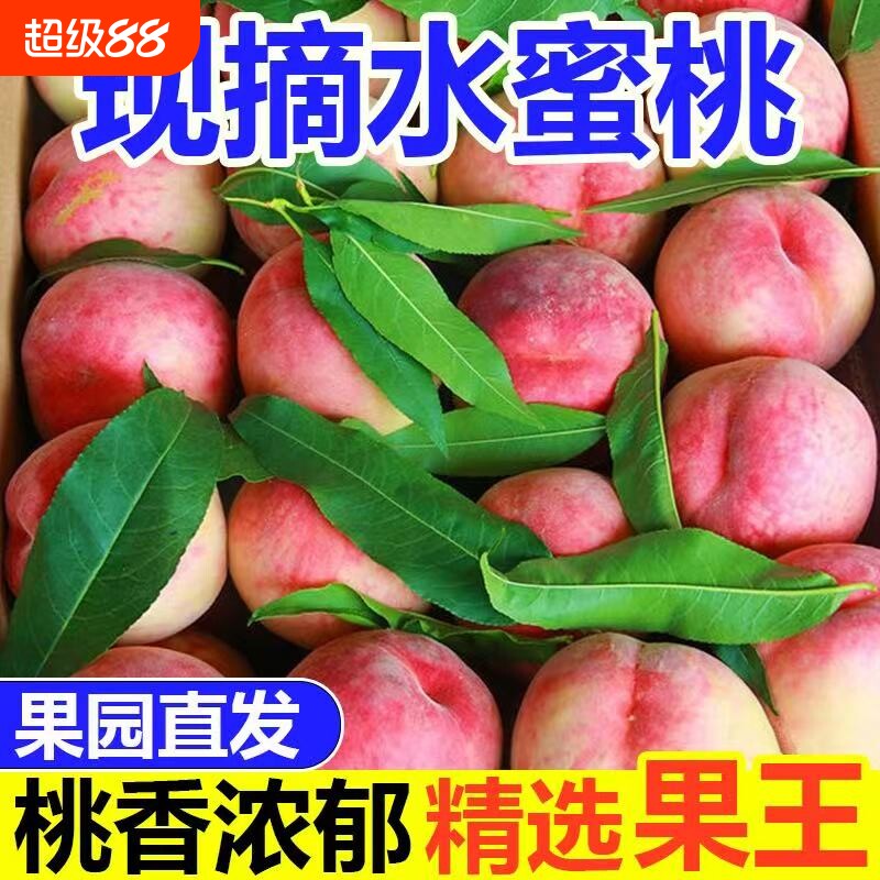 桃子正宗水蜜桃毛桃新鲜应季孕妇水果现摘脆桃脆甜蜜桃整箱批发