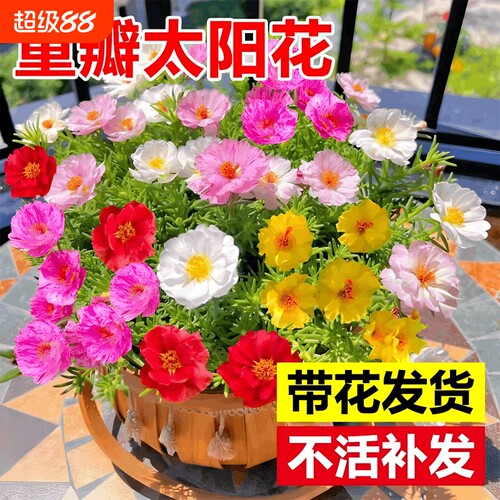 重瓣太阳花盆栽绿植客厅大花老桩玫瑰花苗桂花四季开花室内好养花