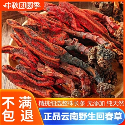 云南深山回春草中药材无硫熏回春